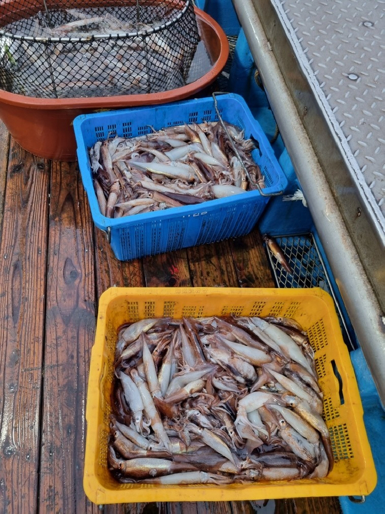 상품코드 : DSR006 총알오징어 400g (원양산)