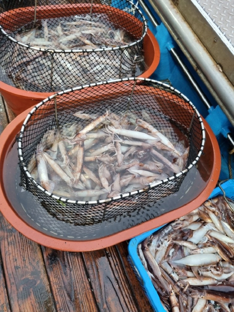 상품코드 : DSR006 총알오징어 400g (원양산)